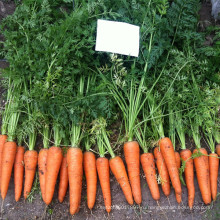 RCA02 адррес reyou пять дюймов китайский моркови семена на продажу